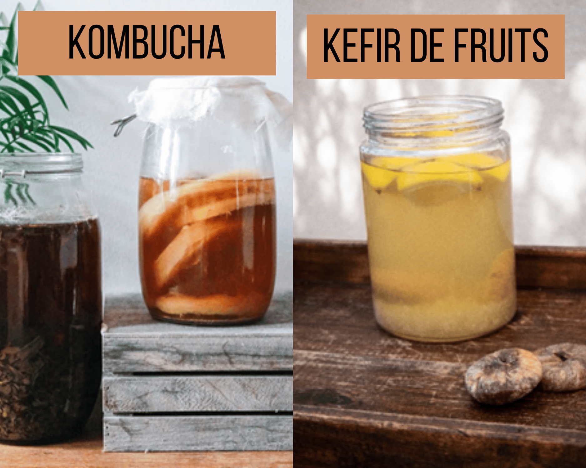 kéfir de fruits et Kombucha