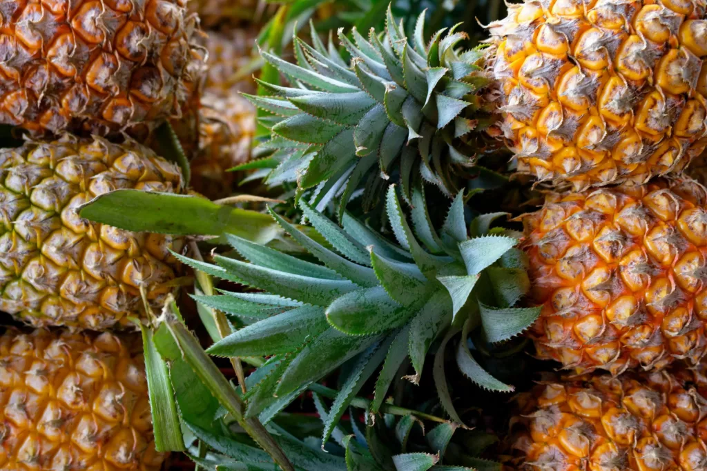 boisson à l'ananas fermentés, soda à l'ananas