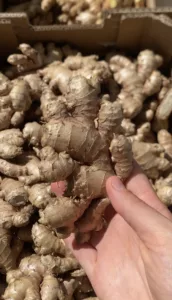 racine de gingembre pour fermentation de ginger beer. Tout savoir sur la ginger beer
