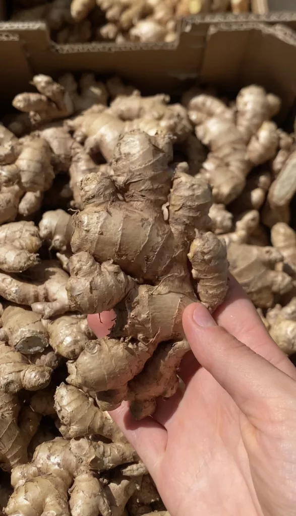 racine de gingembre pour fermentation de ginger beer. Tout savoir sur la ginger beer